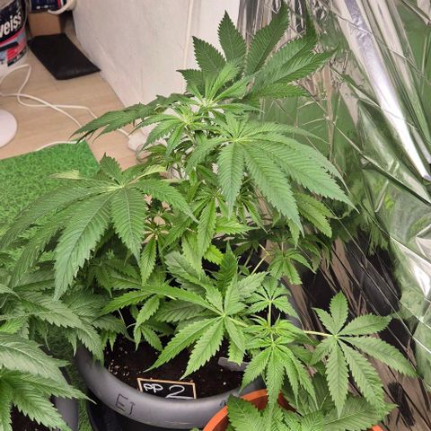 7 Punchi PURPLE PUNCH (photo) growlog photo: Der venti hat sie ganz schön rangenommen, ich glaub da muss ich was ändern 🤣🤣
