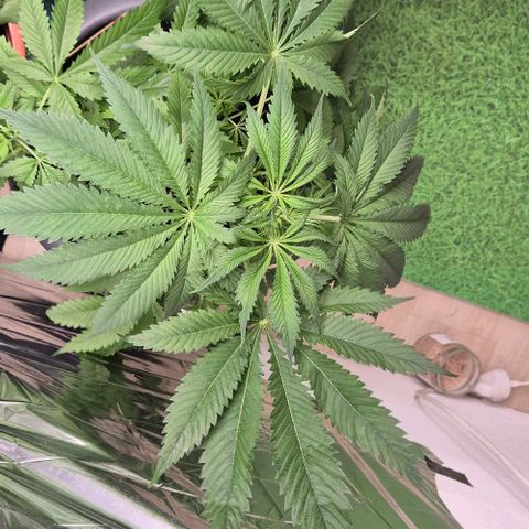 7 Punchi PURPLE PUNCH (photo) growlog photo: Bodenplatten verlegt, zwecks Wärme 