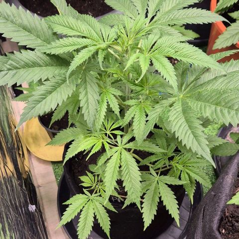 Puple punch  6 growlog timeline photo