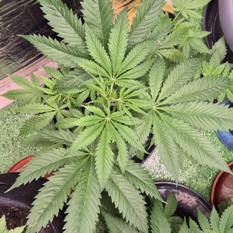 Puple punch  6 growlog timeline photo