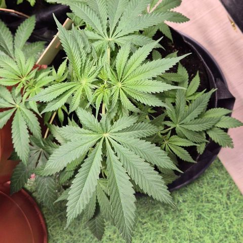 Strawberry Marshmallow growlog timeline photo