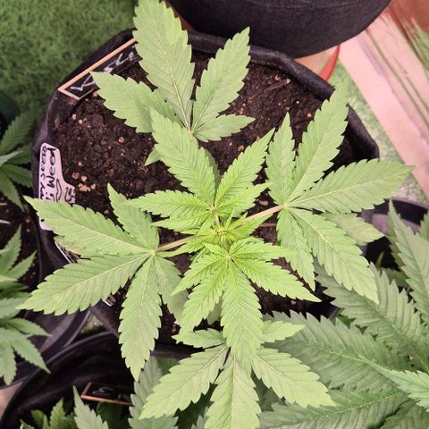 Karli - SHISKABERRY (auto) growlog photo: 80%Licht, ab heute Nacht geht's mit den großen in die Blüte