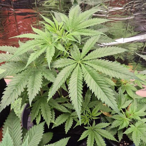 Puple punch  6 growlog timeline photo