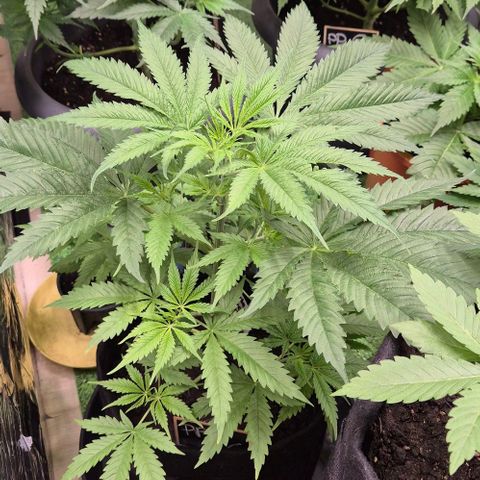 Puple punch  6 growlog timeline photo