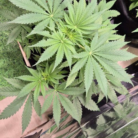 Strawberry Marshmallow growlog timeline photo
