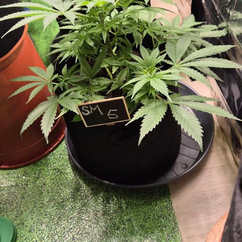 Strawberry Marshmallow growlog timeline photo