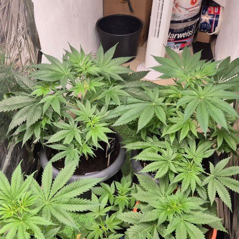 7 Punchi PURPLE PUNCH (photo) growlog timeline photo