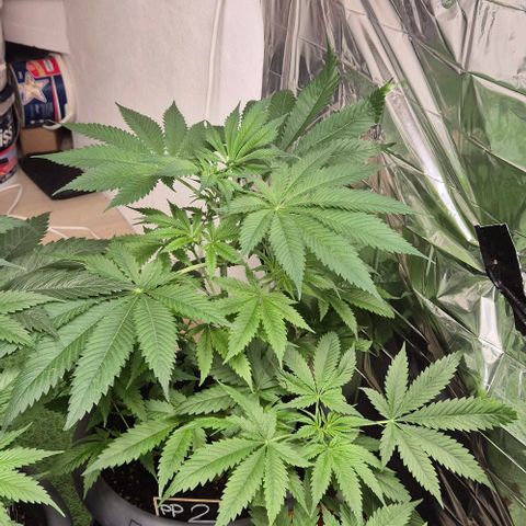 7 Punchi PURPLE PUNCH (photo) growlog timeline photo
