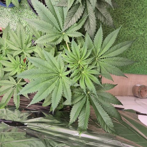 7 Punchi PURPLE PUNCH (photo) growlog timeline photo