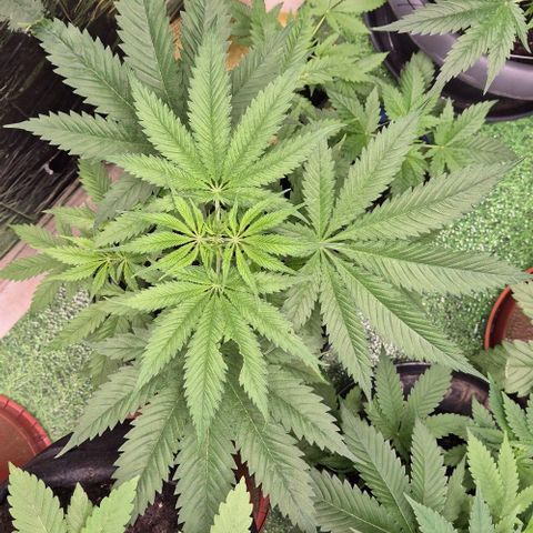 Puple punch  6 growlog timeline photo