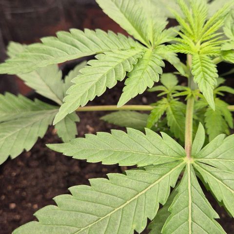Karli - SHISKABERRY (auto) growlog timeline photo