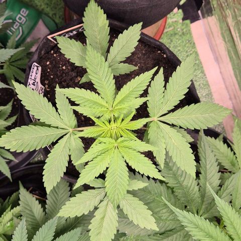 Karli - SHISKABERRY (auto) growlog timeline photo