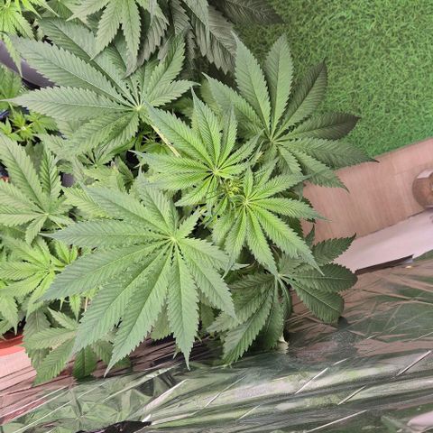 7 Punchi PURPLE PUNCH (photo) growlog timeline photo