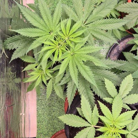 Puple punch  6 growlog timeline photo