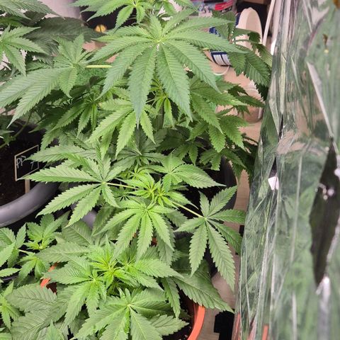 7 Punchi PURPLE PUNCH (photo) growlog timeline photo