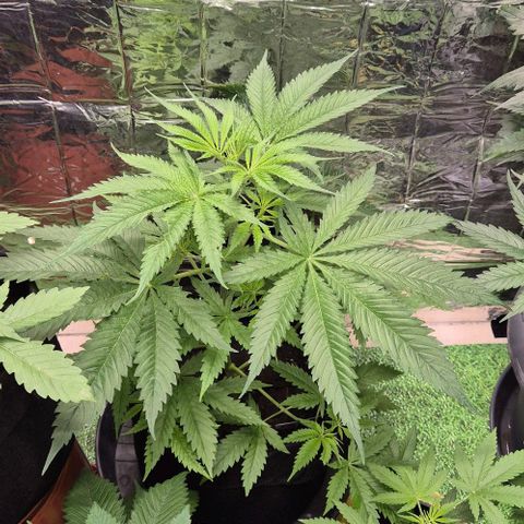 Puple punch  6 growlog timeline photo