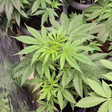 Puple punch  6 growlog timeline photo