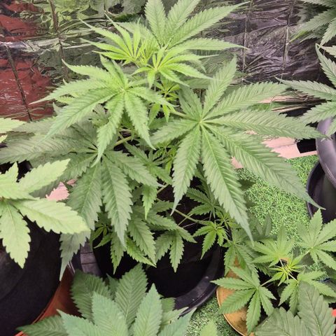 Puple punch  6 growlog timeline photo