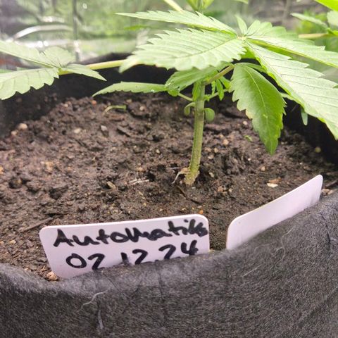 Karli - SHISKABERRY (auto) growlog timeline photo