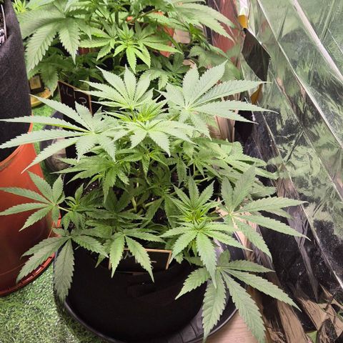 Strawberry Marshmallow growlog timeline photo
