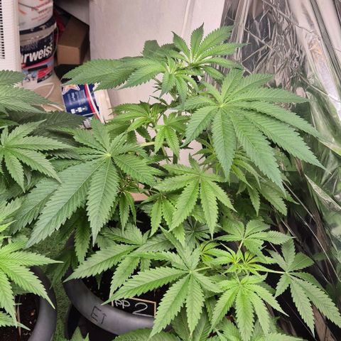 7 Punchi PURPLE PUNCH (photo) growlog timeline photo