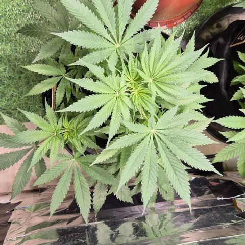 Strawberry Marshmallow growlog timeline photo