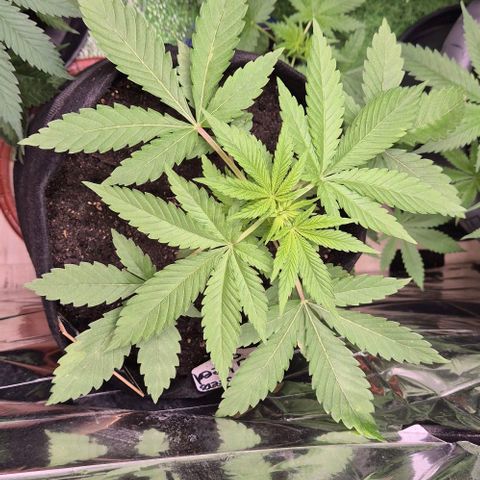 Karli - SHISKABERRY (auto) growlog timeline photo