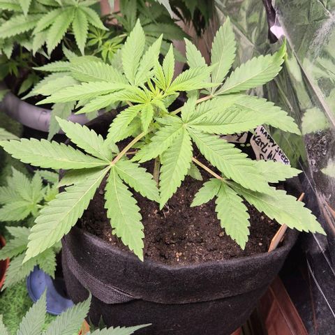 Karli - SHISKABERRY (auto) growlog timeline photo