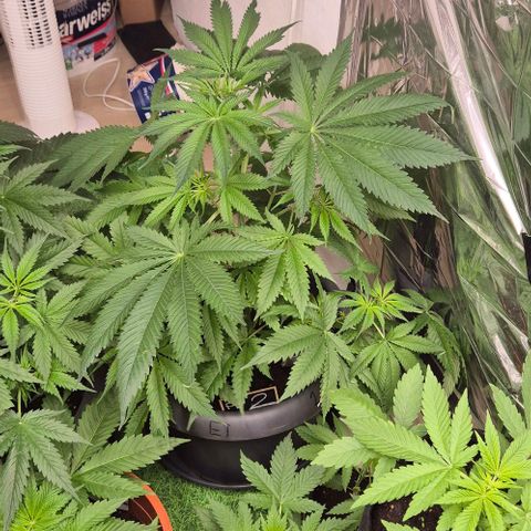 7 Punchi PURPLE PUNCH (photo) growlog timeline photo