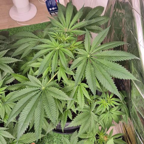 7 Punchi PURPLE PUNCH (photo) growlog timeline photo
