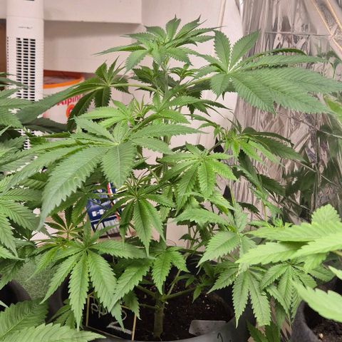 7 Punchi PURPLE PUNCH (photo) growlog timeline photo