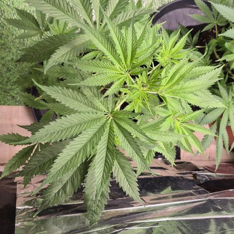 Puple punch  6 growlog timeline photo