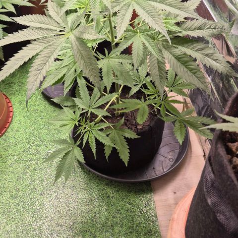 Puple punch  6 growlog timeline photo