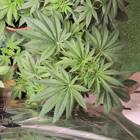 7 Punchi PURPLE PUNCH (photo) growlog timeline photo