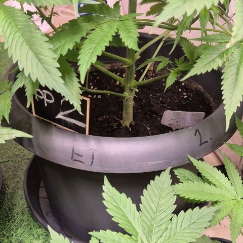 7 Punchi PURPLE PUNCH (photo) growlog timeline photo