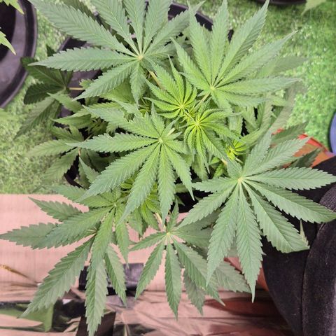 Strawberry Marshmallow growlog timeline photo