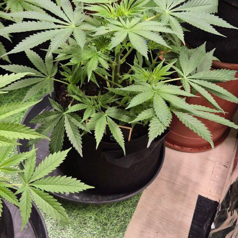 Strawberry Marshmallow growlog timeline photo