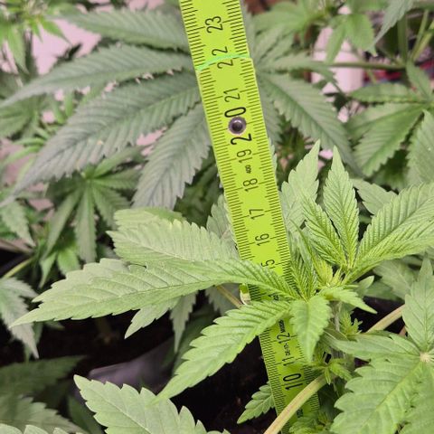 Karli - SHISKABERRY (auto) growlog timeline photo