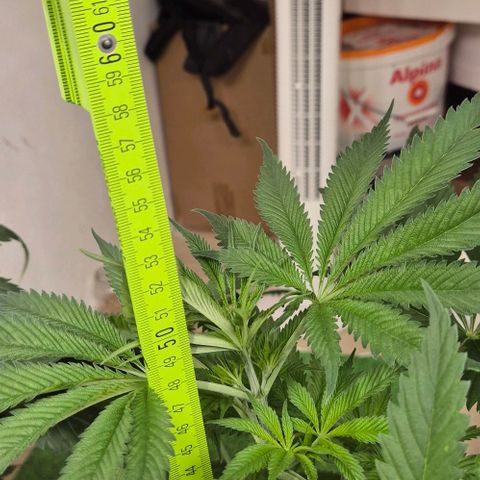 7 Punchi PURPLE PUNCH (photo) growlog timeline photo