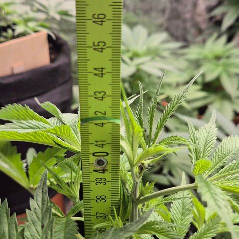 Puple punch  6 growlog timeline photo