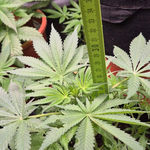 Strawberry Marshmallow growlog timeline photo