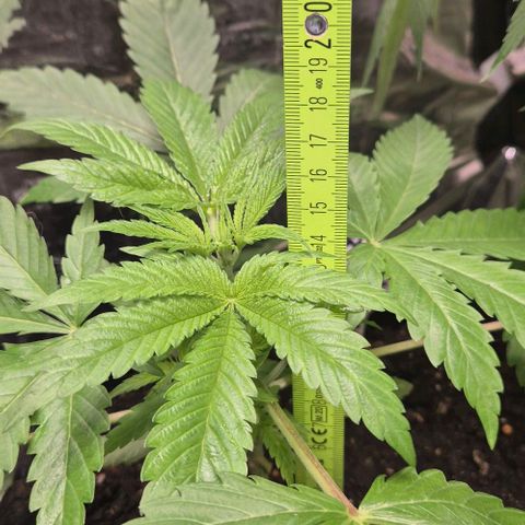 Karli - SHISKABERRY (auto) growlog timeline photo
