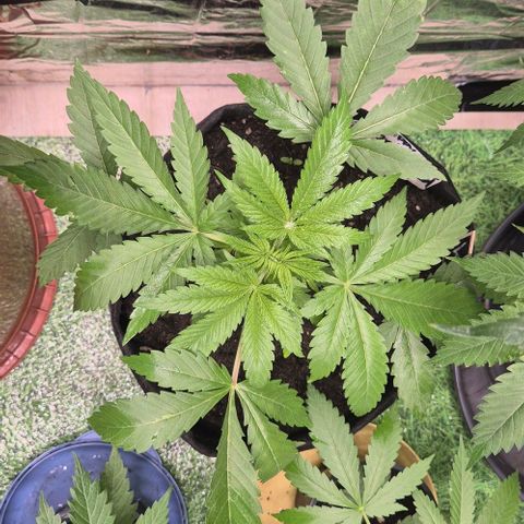 Karli - SHISKABERRY (auto) growlog timeline photo