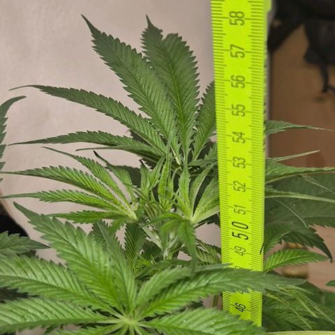 7 Punchi PURPLE PUNCH (photo) growlog timeline photo