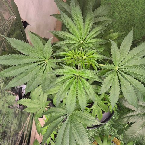 7 Punchi PURPLE PUNCH (photo) growlog timeline photo