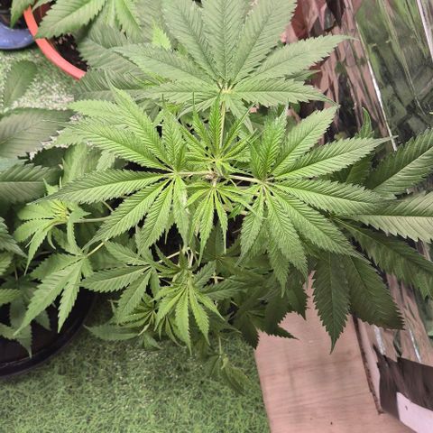 Puple punch  6 growlog timeline photo