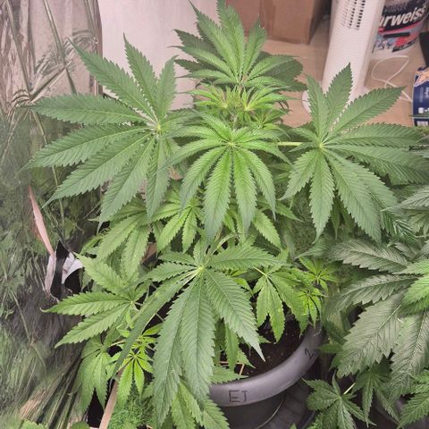 7 Punchi PURPLE PUNCH (photo) growlog timeline photo