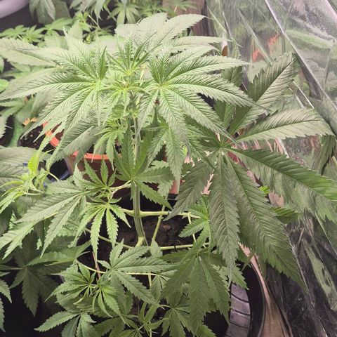 Puple punch  6 growlog timeline photo