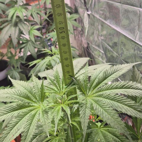 Puple punch  6 growlog timeline photo