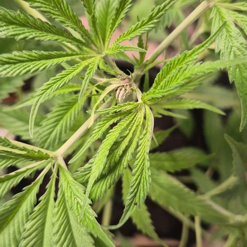Puple punch  6 growlog photo: Test, oben gequetscht, sollen angeblich seitlich 2 neue Triebe kommen..schauen wir mal